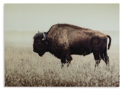 Brutus Wall Art - Image 4